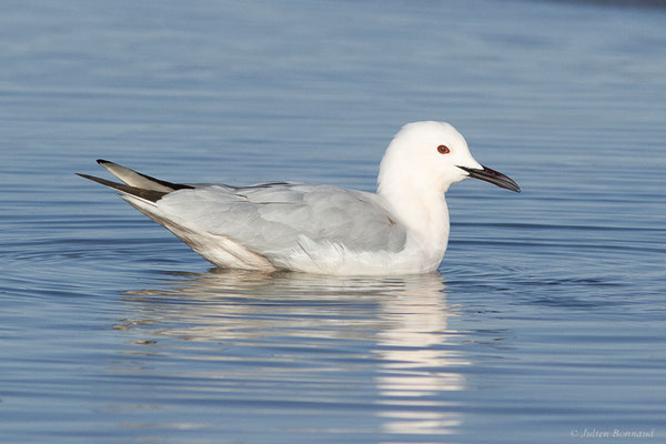 Goéland railleur — Chroicocephalus genei (Breme, 1839), (Parc Naturel du Delta de l'Ebre (Catalogne), Espagne, le 06/02/2022)