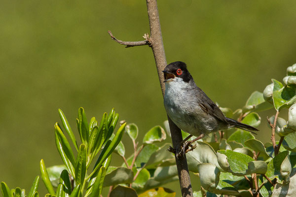 Fauvette mélanocéphale — Sylvia melanocephala (Gmelin, JF, 1789), (mâle adulte) (Bidart (64), France, le 22/05/2019)