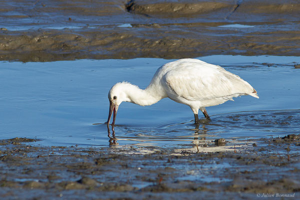 Spatule blanche — Platalea leucorodia Linnaeus, 1758, (Andernos-les-Bains (33), France, le 10/12/2022)