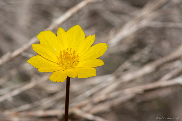 Anémone palmée — Anemone palmata L., 1753