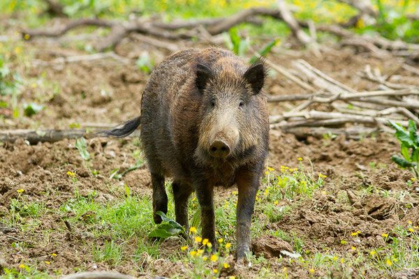 Sanglier — Sus scrofa Linnaeus, 1758, (La Ferme aux Cerfs, Le Houga (32), France, le 10/05/2023)
