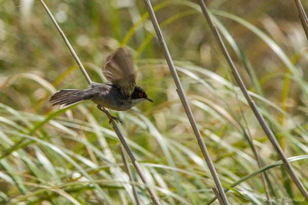 Fauvette mélanocéphale — Curruca melanocephala (Gmelin, JF, 1789), (mâle adulte) (Bidart (64), France, le 22/05/2019)