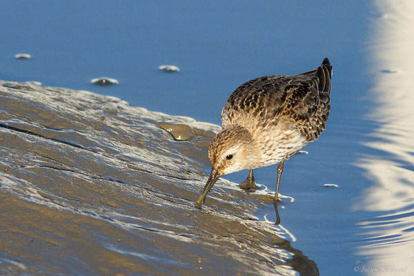 Bécasseau variable — Calidris alpina (Linnaeus, 1758), (Andernos-les-Bains (33), France, le 10/12/2022)