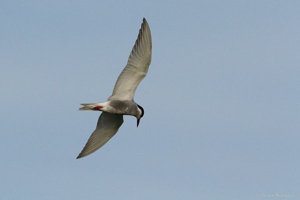 Guifette moustac — Chlidonias hybrida (Pallas, 1811), (Parc Natural del Delta de l'Ebre, Tarragone, Espagne, le 05/06/2022)