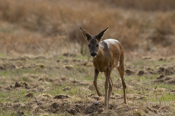 Chevreuil européen – Capreolus capreolus (Linnaeus, 1758), (Braud-et-Saint-Louis (33), le 06/03/2018)