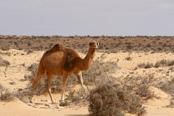 Dromadaire — Camelus dromedarius Linnaeus, 1758, (Tarfaya (Laâyoune-Sakia El Hamra), Maroc, le 02/11/2023)