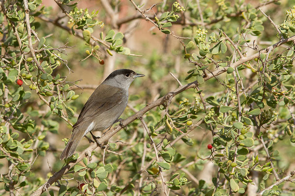 Fauvette à tête noire — Sylvia atricapilla (Linnaeus, 1758), (Parc national de Souss-Massa, Sidi Binzarne, Maroc, le 02/02/2023)