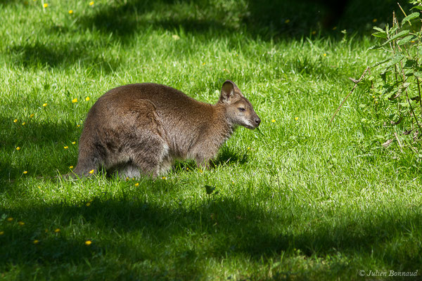 Wallaby de Bennett — Macropus rufogriseus (Desmarest, 1817), (Zoo d'Asson (64), France, le 01/06/2019)