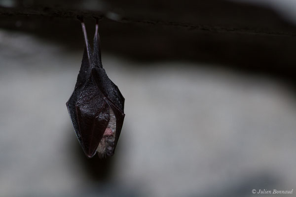 Petit rhinolophe – Rhinolophus hipposideros (Borkhausen, 1797), (Fort du Portalet, Etsaut (64), France, le 16/04/2021)