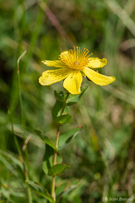 Millepertuis de Richer — Hypericum richeri subsp. richeri Vill., 1779