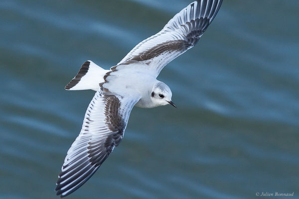 Mouette pygmée — Hydrocoloeus minutus (Pallas, 1776), (Capbreton (40), France, le 02/12/2022)