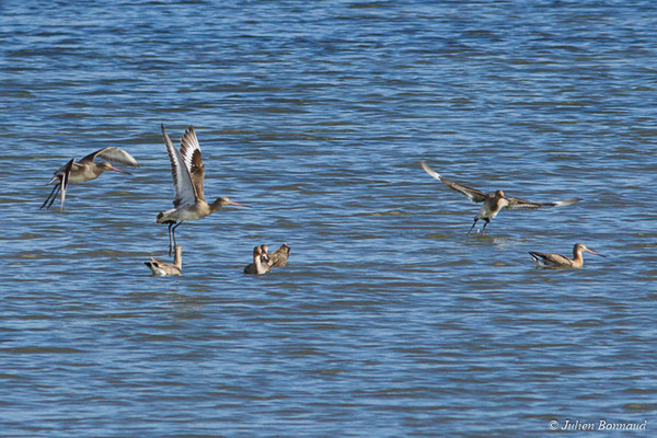 Barge à queue noire — Limosa limosa (Linnaeus, 1758), (réserve ornithologique du Teich (33), France, le 24/01/2018)