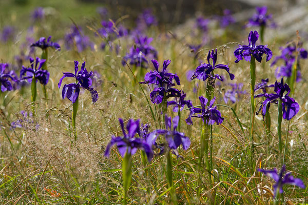 Iris à feuilles larges — Iris latifolia (Mill.) Voss, 1895, (Pic du Midi d'Ossau, Laruns (64), France, le 04/08/2018) 