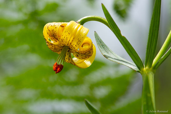 Lis des Pyrénées — Lilium pyrenaicum Gouan, 1773, (Borce (64), France, le 18/05/2024)
