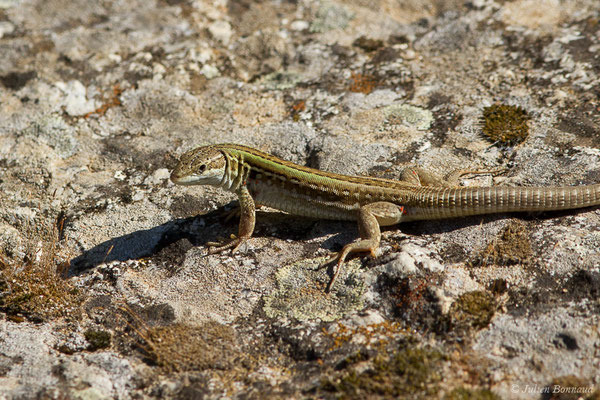 Lézard sicilien, Lézard des ruines — Podarcis siculus (Rafinesque-Schmaltz, 1810)