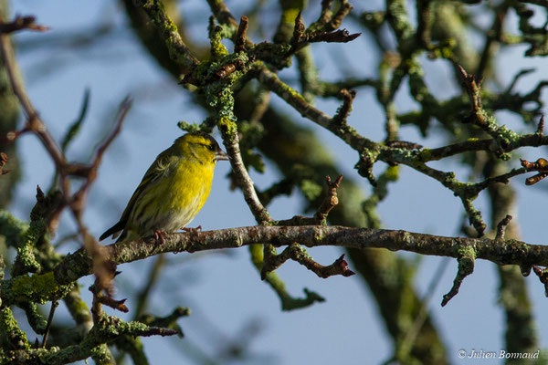 Tarin des aulnes — Spinus spinus (Linnaeus, 1758), (femelle adulte) (Pontivy (56), France, le 07/02/2018)