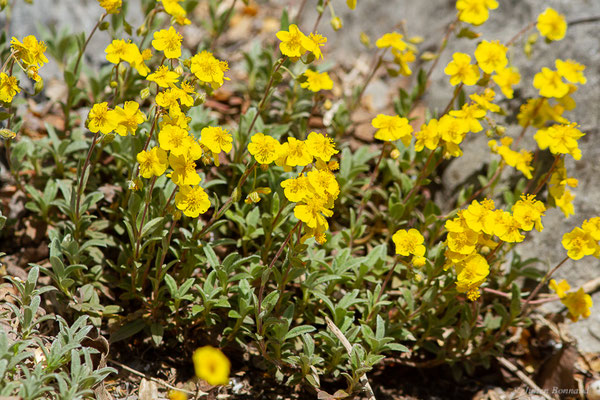 Hélianthème de Öland — Helianthemum oelandicum (L.) Dum.Cours., 1802, (Urdos (64), France, le 07/05/2022)