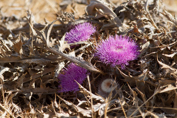 Carline à gomme, Atractyle à gomme — Carlina gummifera (L.) Less., 1832, (Vila do Bispo (Faro), (Algarve) Portugal, le 30/08/2018)