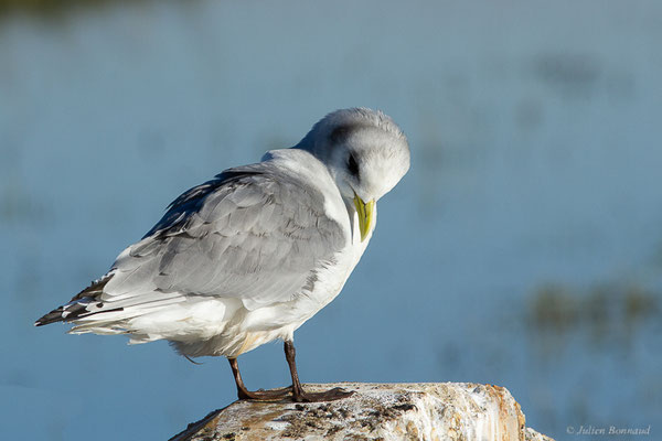 Mouette tridactyle — Rissa tridactyla (Linnaeus, 1758), (Guiche (64), France, le 10/12/2022)
