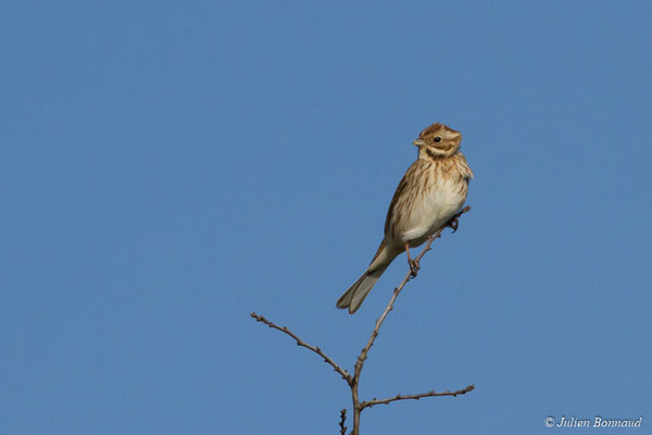 Bruant des roseaux — Emberiza schoeniclus (Linnaeus, 1758), (Baie de Saint-Brieuc, Hillion (22), France, le 22/02/2018)