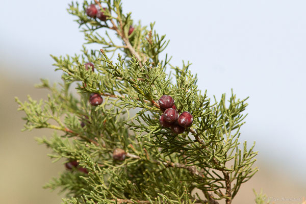 Genévrier de Phénicie — Juniperus phoenicea L., 1753, (Ouzoud (Béni Mellal-Khénifra), Maroc, le 19/02/2023)