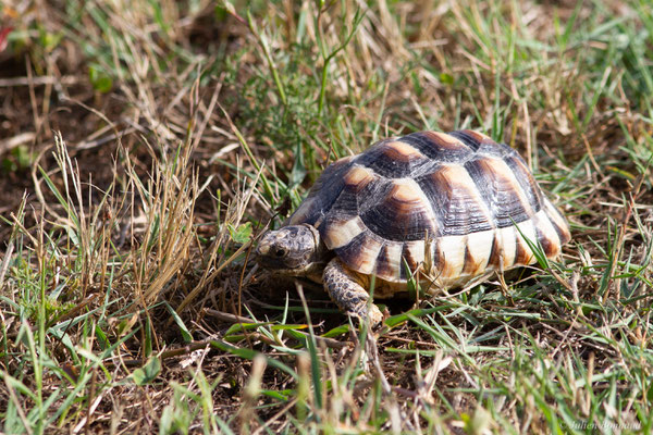 Tortue marginée — Testudo marginata Schoepff, 1793, (juvénile), (animal captif)