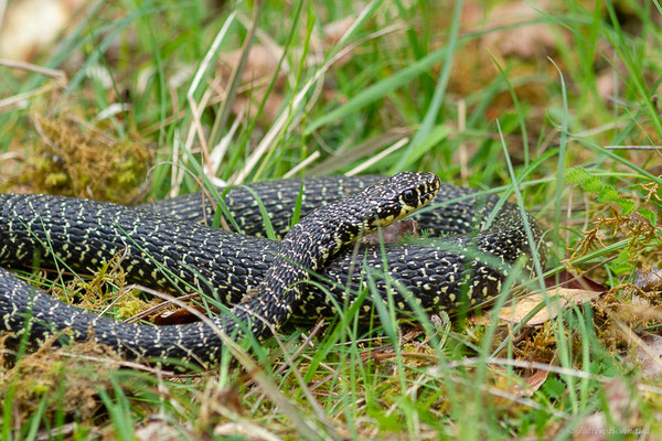 Couleuvre verte et jaune — Hierophis viridiflavus (Lacepède, 1789), (adulte), (Juillan (65), France, le 02/04/2022)