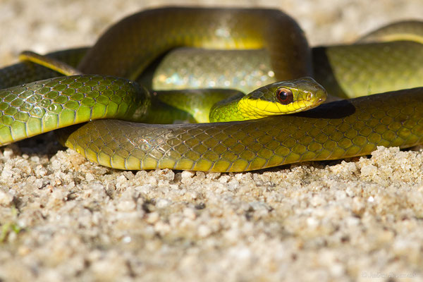Couleuvre sévère — Drymoluber dichrous (W. Peters, 1863), (Petit-Saut, Kourou, Guyane, le 07/07/2016)