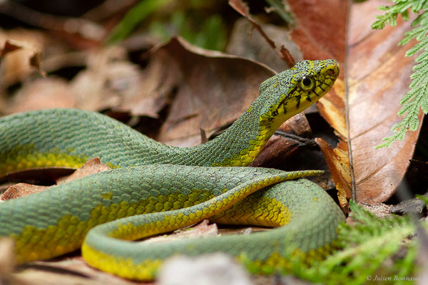 Xénodon vert — Xenodon werneri Eiselt, 1963, (mine d'or Espérance, Apatou, Guyane, le 12/05/2017)