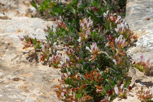 Pied de Coq — Lotus hirsutus L., 1753
