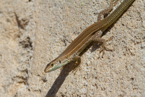Lézard des Pityuses — Podarcis pityusensis (Boscá, 1883)