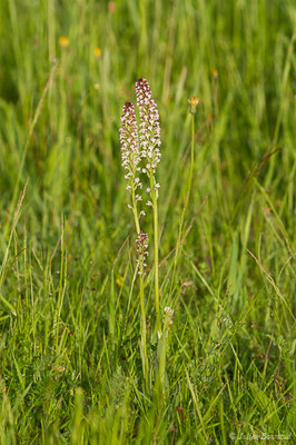 Orchis brûlé — Neotinea ustulata (L.) R.M.Bateman, Pridgeon & M.W.Chase, 1997