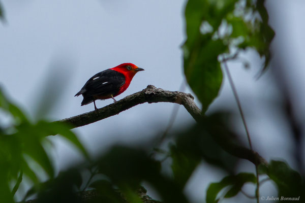 Manakin auréole — Pipra aureola (Linnaeus, 1758)