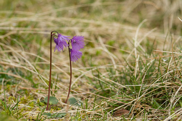 Soldanelle des Alpes – Soldanella alpina L., 1753, (Station de ski de Gourette, Eaux Bonnes (65), France, le 15/06/2020)