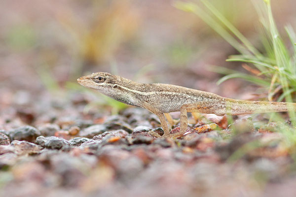 Anolis doré — Norops auratus (Daudin, 1802), (Centre Spatial Guyanais, Kourou, Guyane, le 17/02/2017)