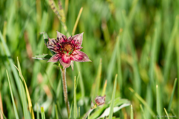 Potentille des marais — Comarum palustre L., 1753, (Col de Puymorens, Porté-Puymorens (66), le 10/07/2023)