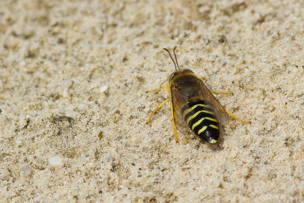 Bembex à rostre – Bembix rostrata (Linnaeus, 1758), (Ponton-sur-l'Adour (40), France, le 10/06/2020)