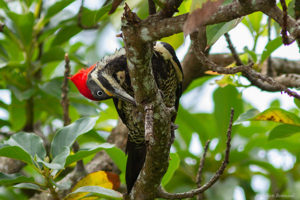 Pic ouentou — Dryocopus lineatus (Linnaeus, 1766), (Remire-Montjoly, Guyane, le 01/04/2017)