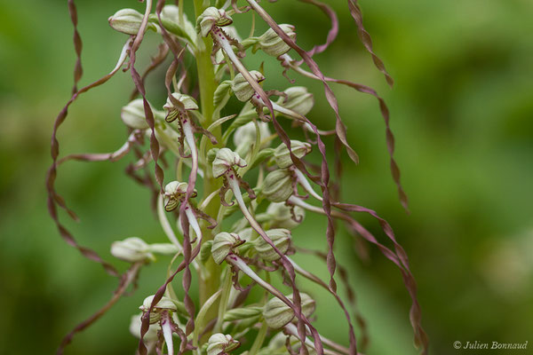 Orchis bouc, Himantoglosse à odeur de bouc — Himantoglossum hircinum (L.) Spreng., 1826