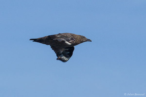 Grand Labbe – Stercorarius skua (Brünnich, 1764), (Saint-Jean-de-Luz (64), France, le 17/10/2020)