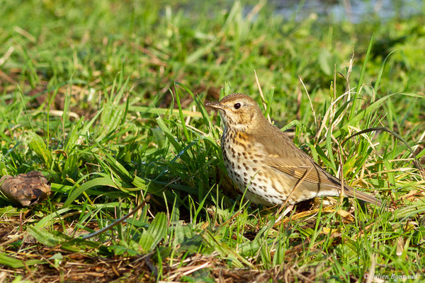 Grive musicienne — Turdus philomelos Brehm, CL, 1831, (Réserve naturelle d'Osinbiribil, Irun (Pays Basque), Espagne, le 12/12/2021)