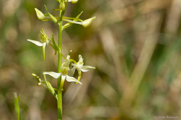 Platanthère à deux feuilles — Platanthera bifolia (L.) Rich., 1817