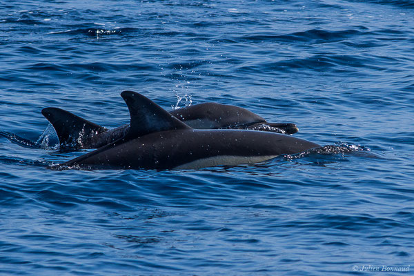 Dauphin commun, Dauphin commun à bec court ou Dauphin commun à bec long – Delphinus delphis Linnaeus, 1758, (Détroit de Gibraltar, Tarifa, Andalousie (Espagne), le 04/08/2020)