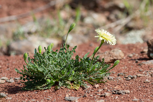 Urosperme de Daléchamps, Salsifis de Daléchamps — Urospermum dalechampii (L.) Scop. ex F.W.Schmidt, 1795, (Lac du Salagou, Clermont-l'Hérault (34), France, le 02/05/2025)