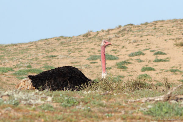 Autruche à cou rouge ou autruche Afrique du Nord —  Struthio camelus Linnaeus, 1758, (Parc national de Souss-Massa, Sidi Binzarne (Agadir), (réserve des gazelles), le 01/02/2023) 