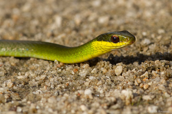 Couleuvre sévère — Drymoluber dichrous (W. Peters, 1863), (Petit-Saut, Kourou, Guyane, le 07/07/2016)