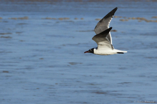 Mouette atricille — Leucophaeus atricilla (Linnaeus, 1758)