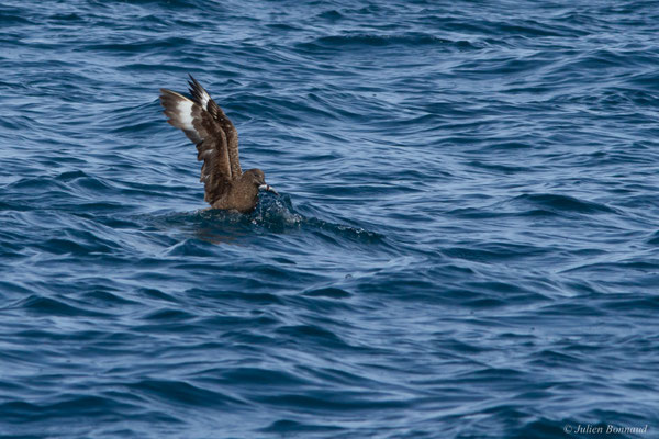 Grand Labbe — Stercorarius skua (Brünnich, 1764)