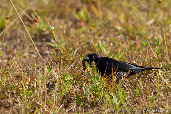 Vacher luisant (Molothrus bonariensis) (mâle adulte) (Centre Spatial Guyanais, Kourou, le 22/09/2017)