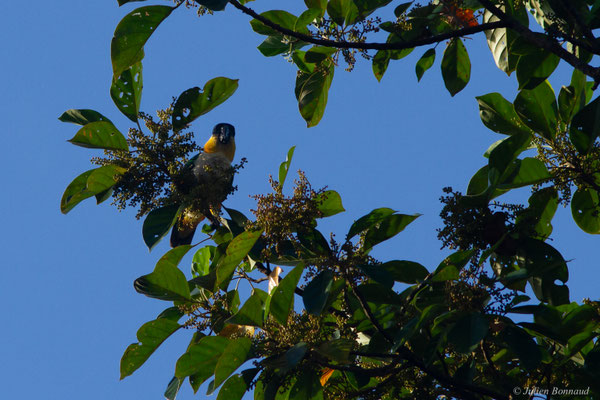 Caïque maïpouri — Pionites melanocephalus (Linnaeus, 1758), (sentier du Rorota, Remire-Montjoly, Guyane, le 17/07/2016)